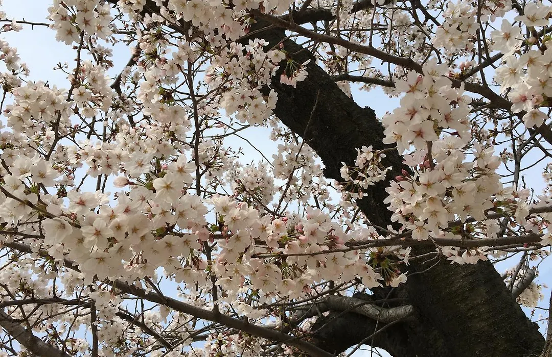 SAKURANOMIYA TOWERS HOTEL OSAKA